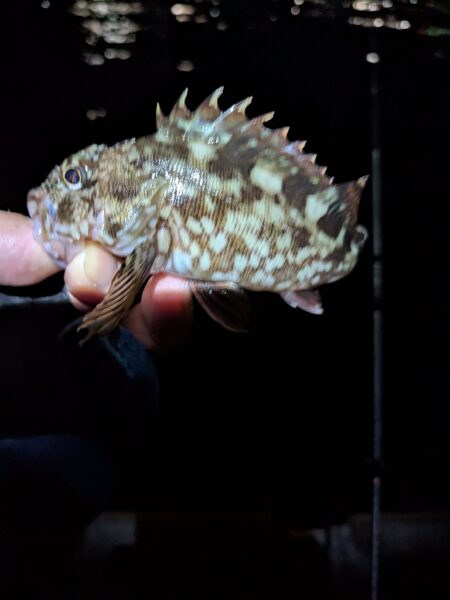 根魚