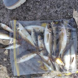 2ヶ月ぶりの釣り