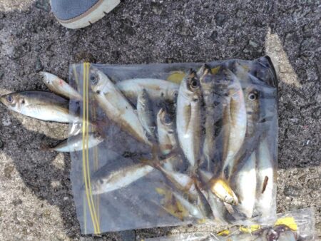 2ヶ月ぶりの釣り