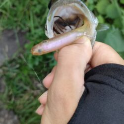 野池でバス釣り