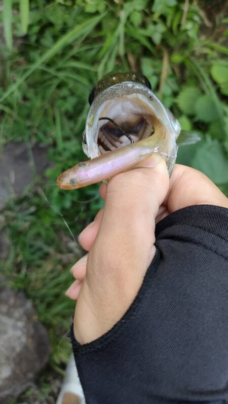 野池でバス釣り