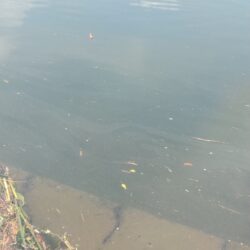ひさびさの鯉釣り