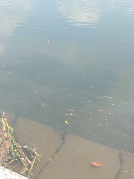 ひさびさの鯉釣り