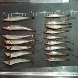 ピンキス釣り