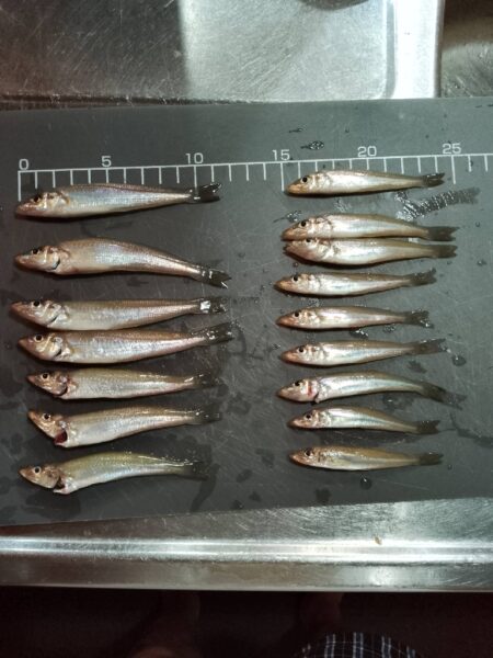ピンキス釣り