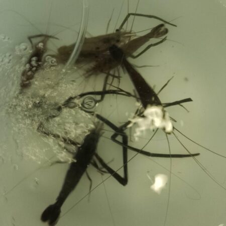 エビ釣り〜まだまだ