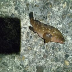 ガシラ