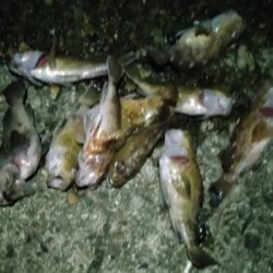 ケンサキイカ