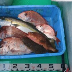 泉州丸　釣果