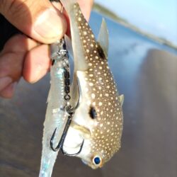 チャイロマルハタ釣れました!&マゴチも。