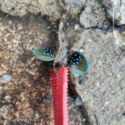 ちょい投げ