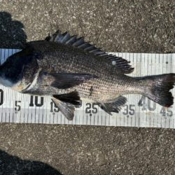 イチノ兄弟、釣果！