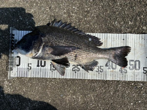イチノ兄弟、釣果！