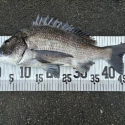 イチノ兄弟、釣果!