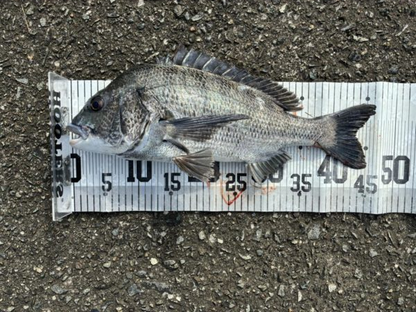 イチノ兄弟、釣果！