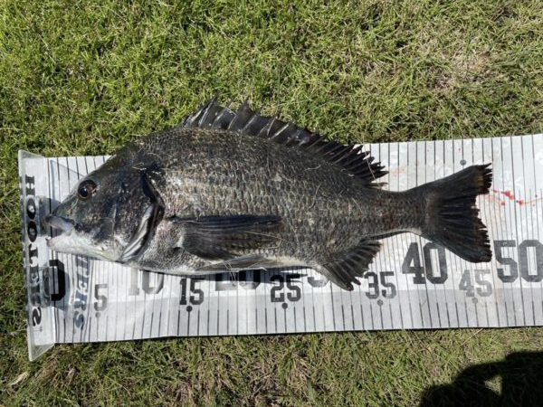 イチノ兄弟、釣果！