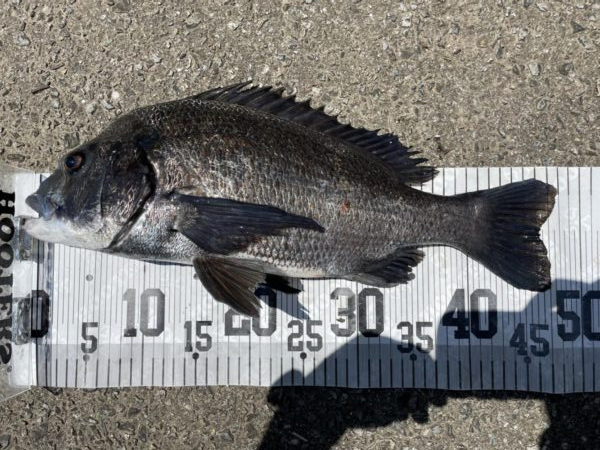 イチノ兄弟、釣果！