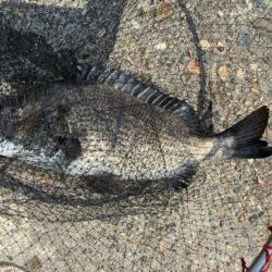 イチノ兄弟、釣果！