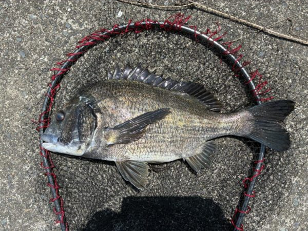 イチノ兄弟、釣果！