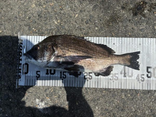 イチノ兄弟、釣果！