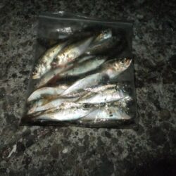 リベンジ成功