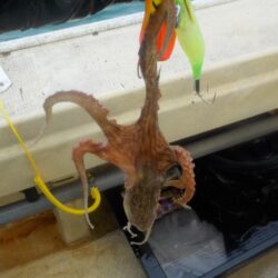 タコ最終戦〜盛和丸〜