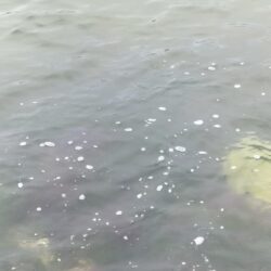 久しぶりの好釣果