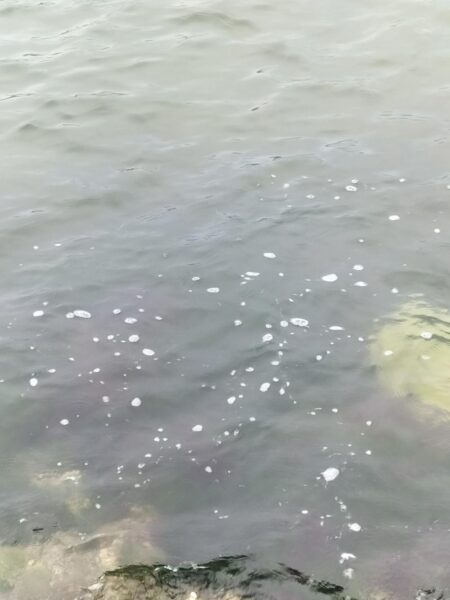 久しぶりの好釣果