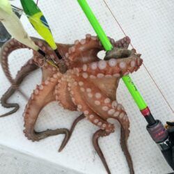 タコ釣り！