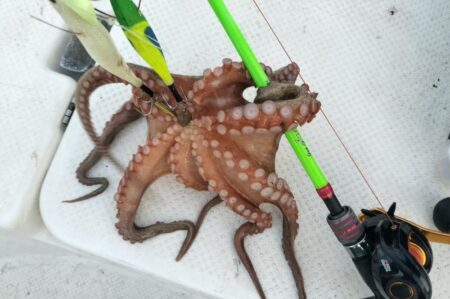タコ釣り！