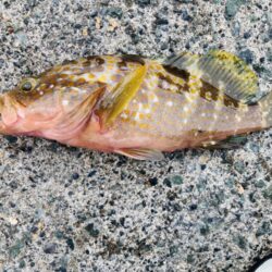 紀州釣り