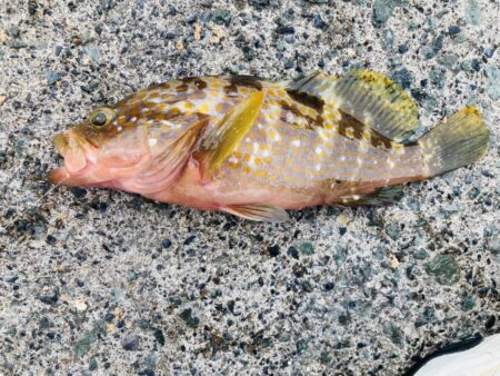 紀州釣り