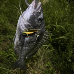 大分川　釣行