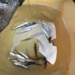 渋い①