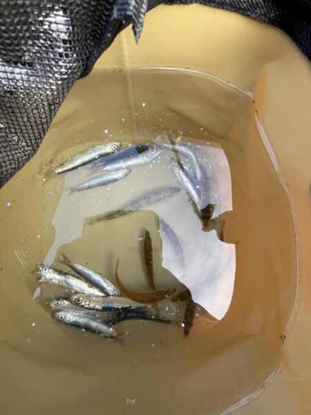 渋い①
