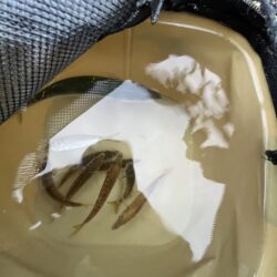 ヒラメ再び