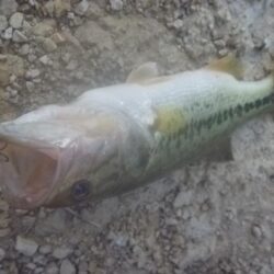 7月15日　一庫ダム釣行