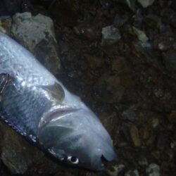 7月20日　一庫ダム釣行