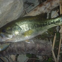 一庫ダム釣行　7月22日