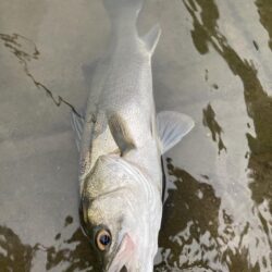 古アブで楽しむトップウォーターシーバス(いわき市)