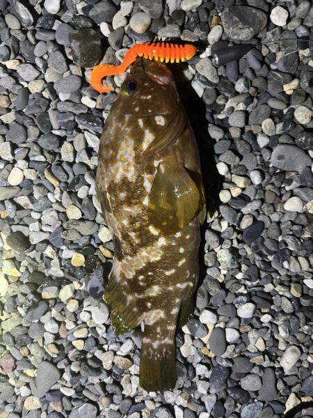 マゴチ他