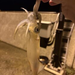 アジ探しが転じてイカ釣査