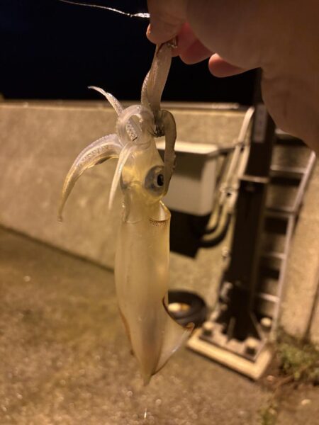 アジ探しが転じてイカ釣査