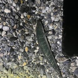 アジはまだ釣れるのか