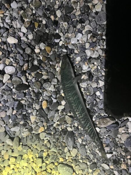 アジはまだ釣れるのか