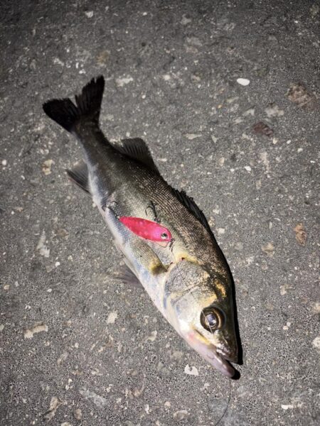 ヘチって来ました