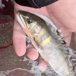 鮎釣り