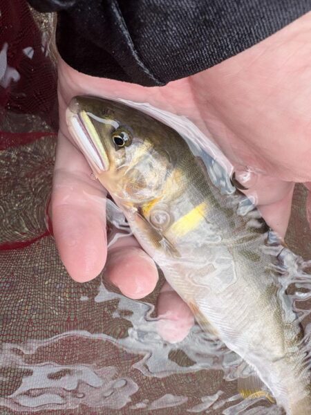 鮎釣り