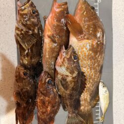 アコウ現る