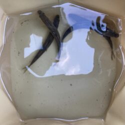 汽水域アユイング(満潮編)